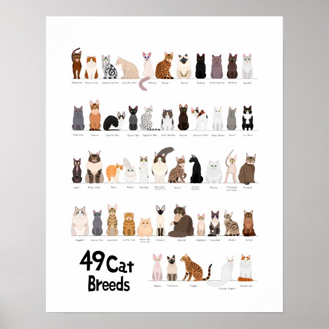 Affiche graphique de race de chat (Devant)