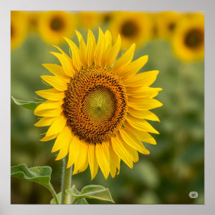 Affiche Graphique de tournesol d'automne