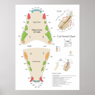 Affiche Graphique dentaire vétérinaire pour chat