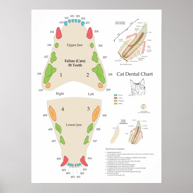 Affiche Graphique dentaire vétérinaire pour chat (Devant)