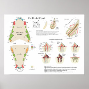 Affiche Graphique dentaire vétérinaire pour chats