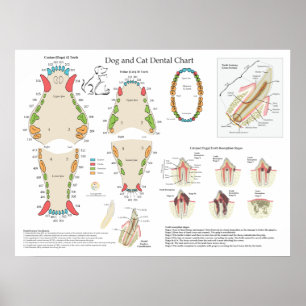 Affiche Graphique dentaire vétérinaire pour chiens et chat