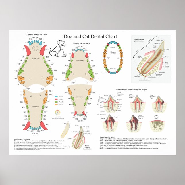 Affiche Graphique dentaire vétérinaire pour chiens et chat (Devant)