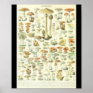 Affiche Graphique des champignons Champignon B de l'Adolph