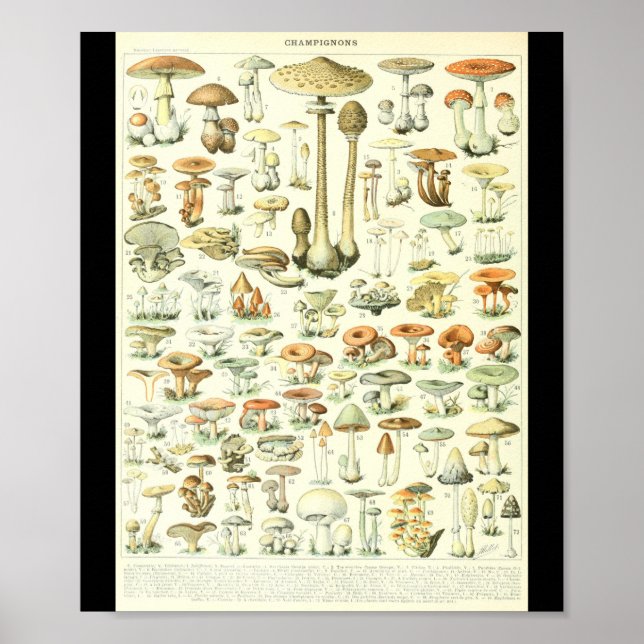 Affiche Graphique des champignons Champignon B de l'Adolph (Devant)