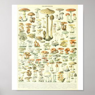 Affiche Graphique des champignons Champignon B de l'Adolph