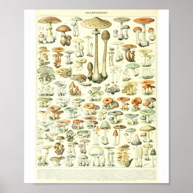 Affiche Graphique des champignons Champignon B de l'Adolph (Devant)