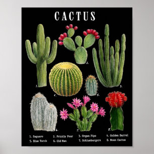 Affiche Graphique des espèces de cactus drôles