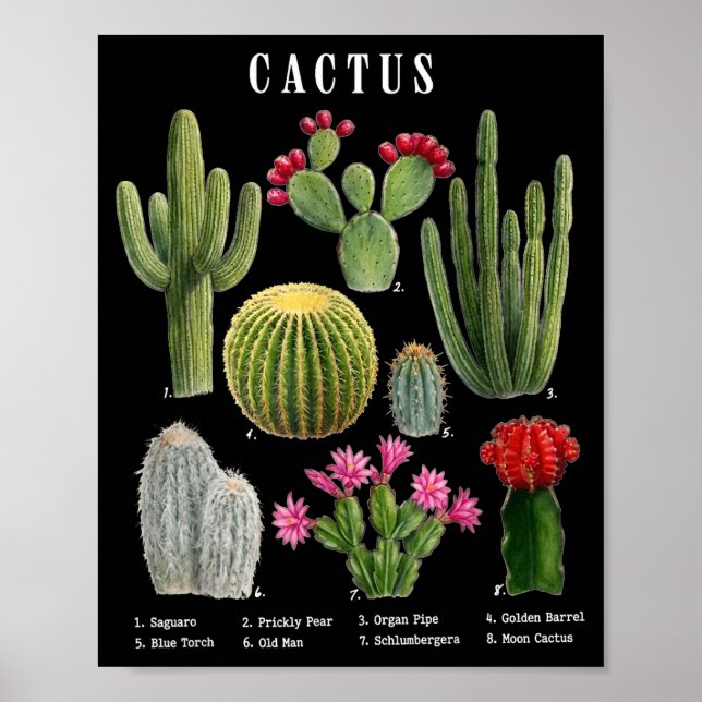 Affiche Graphique des espèces de cactus drôles  (Devant)