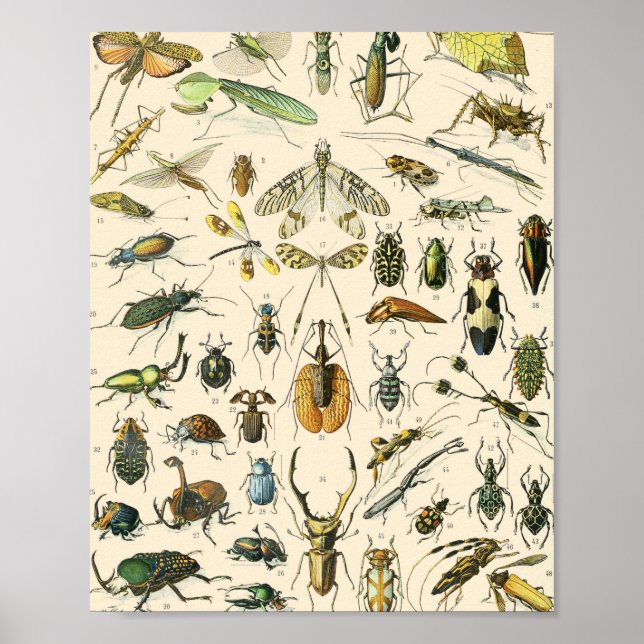 Affiche Graphique des insectes et des bogues Entomologie V (Devant)
