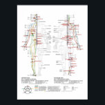 Affiche Graphique des méridiens humains<br><div class="desc">Un tableau de méridiens humains.</div>
