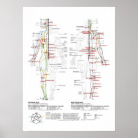 Graphique des méridiens humains