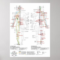 Graphique des méridiens humains