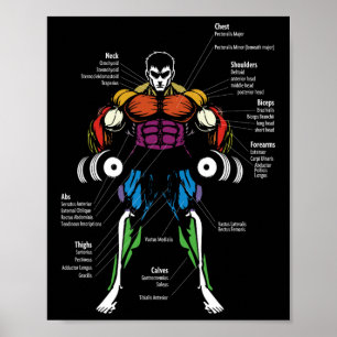 Affiche Graphique des muscles de l'anatomie d'anime 