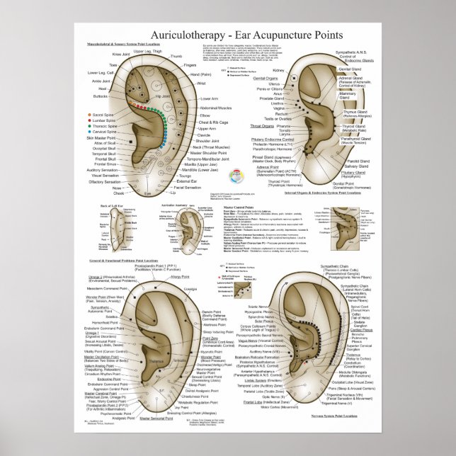 Affiche Graphique des points d'acupuncture auriculothermiq (Devant)