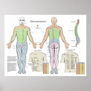 Affiche Graphique des points d'acupuncture de l'alarme der