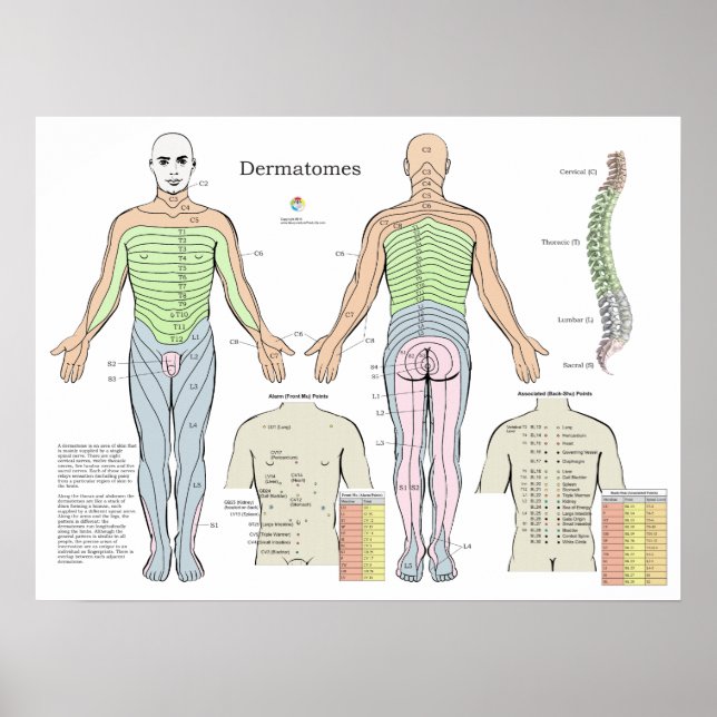 Affiche Graphique des points d'acupuncture de l'alarme der (Devant)