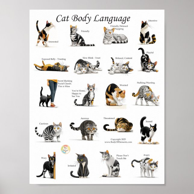 Affiche Graphique du langage corporel du chat (Devant)
