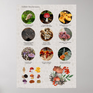 Affiche Graphique Photos et illustrations de champignons c