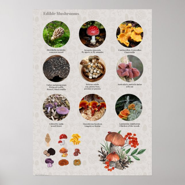 Affiche Graphique Photos et illustrations de champignons c (Devant)