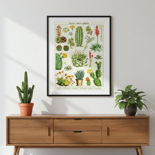 Affiche Graphique scientifique des cactus succulents