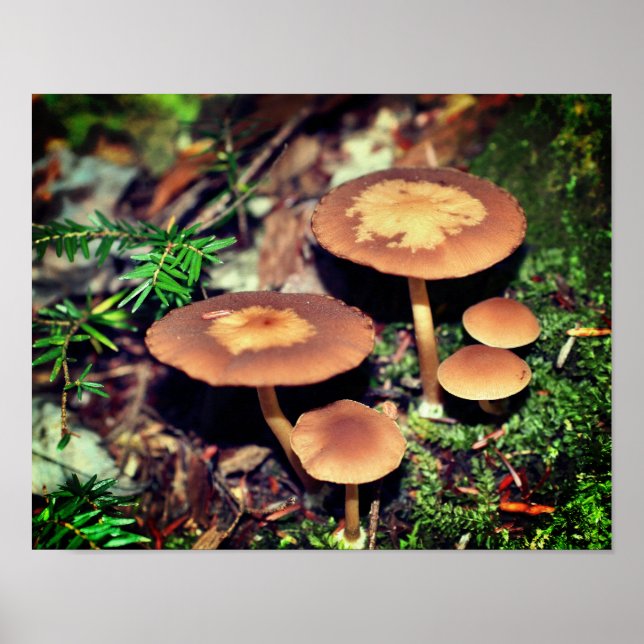 Affiche Grappe de champignons Brown sauvages (Devant)