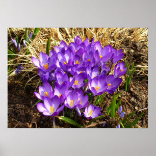 Affiche Grappe de Crocus pourpres Floral de printemps