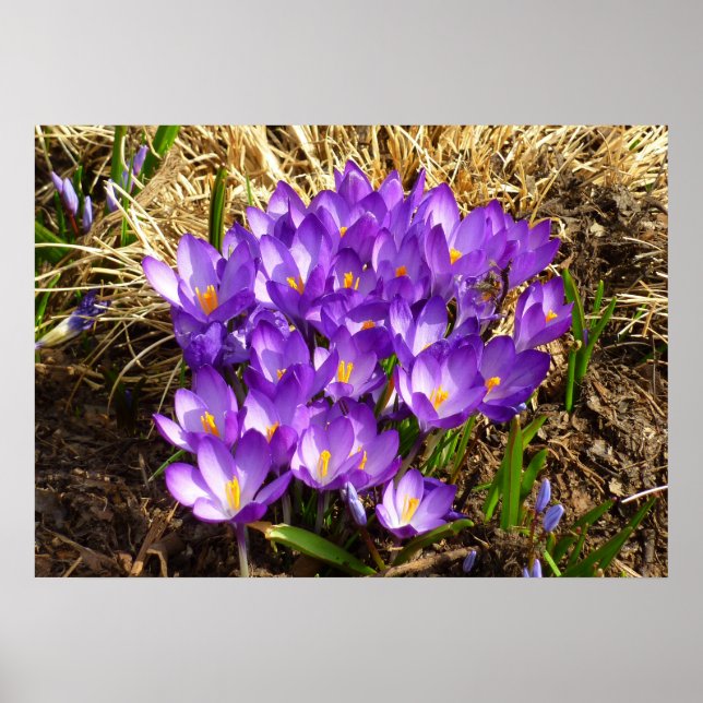 Affiche Grappe de Crocus pourpres Floral de printemps (Devant)