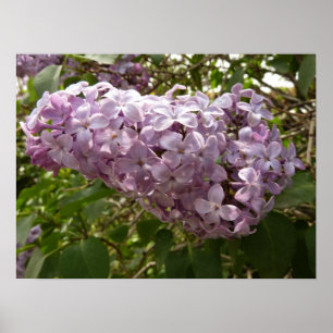 Affiche Grappe de fleurs de Lilac Printemps Floral