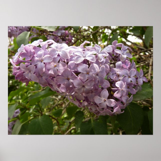 Affiche Grappe de fleurs de Lilac Printemps Floral (Devant)