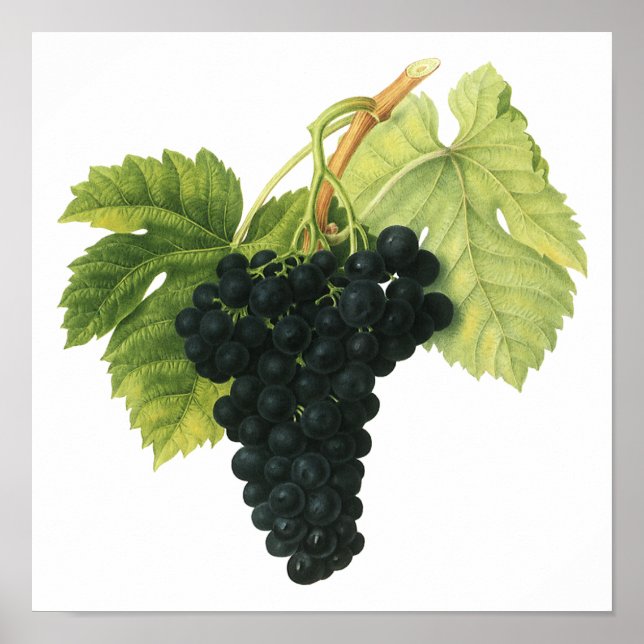 Affiche Grappe de raisin biologique de vin rouge vintage,  (Devant)