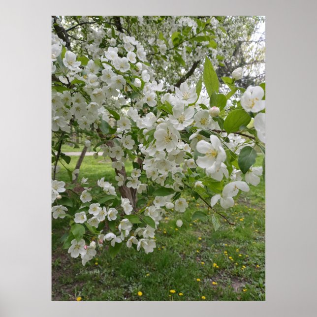 Affiche Grappes de Fleurs (Devant)