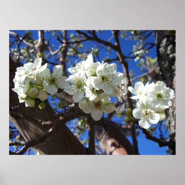 Affiche Grappes de fleurs blanches d'un poirier à fleurs d (Devant)