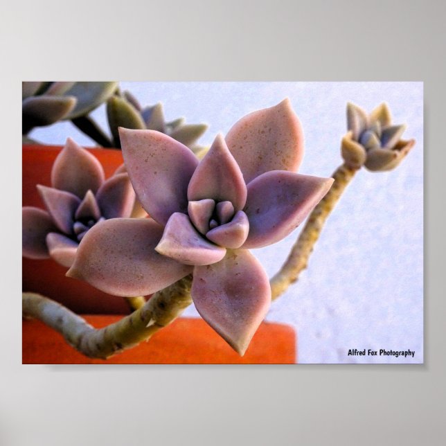 Affiche Graptopetalum Paraguayense, Plante succulente fant (Devant)