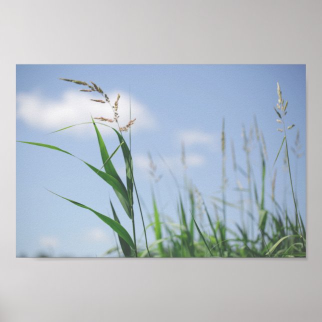 Affiche Grass Blue Sky Field Meadow Nature (Devant)