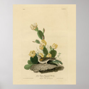 Affiche Grass Finch, Bay-winged Bunting, or Vesper Sparrow