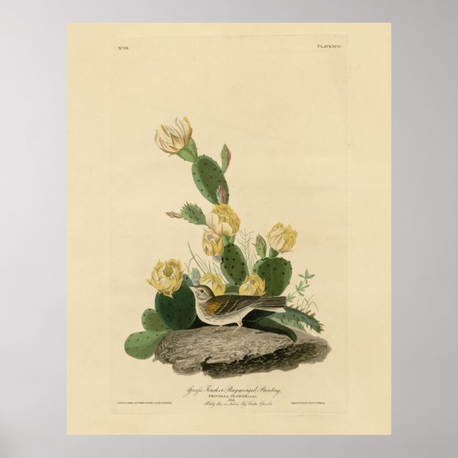 Affiche Grass Finch, Bay-winged Bunting, or Vesper Sparrow (Devant)