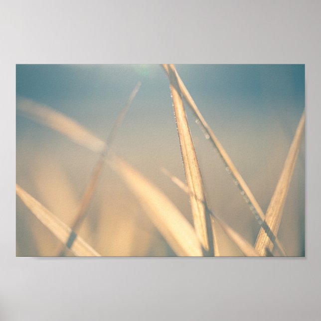 Affiche Grass Floral Nature Photo (Devant)