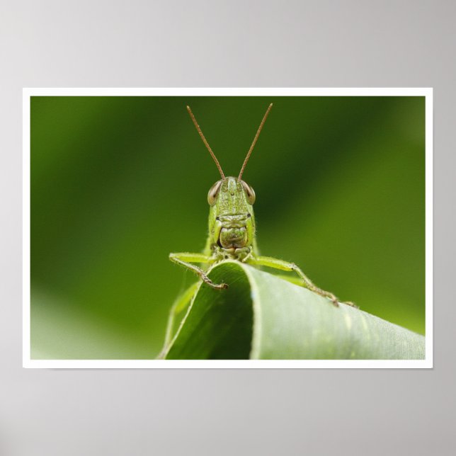 Affiche Grasshopper on Leaf Close-up (Devant)