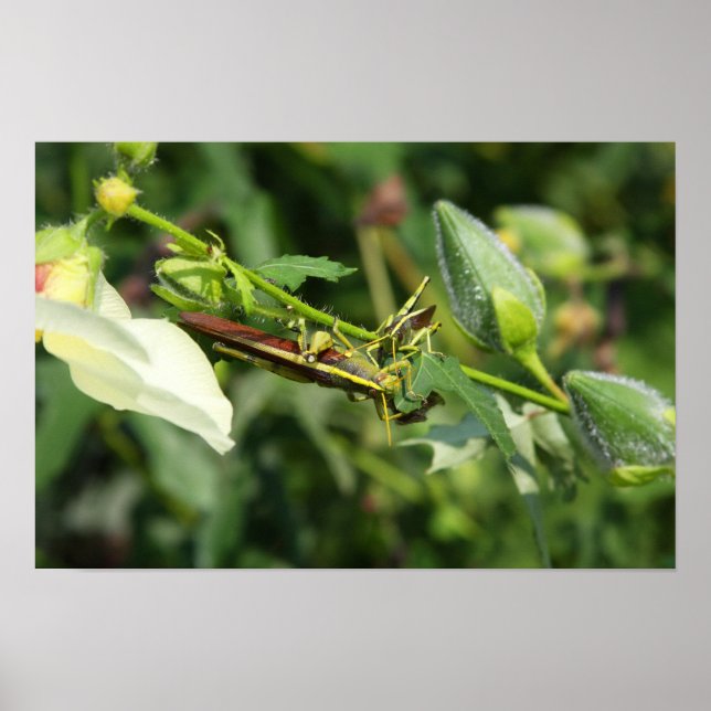 Affiche Grasshopper Pair 2 (Devant)