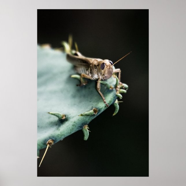 Affiche Grasshopper sur Cactus (Devant)