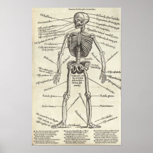 Affiche Gravure d'anatomie