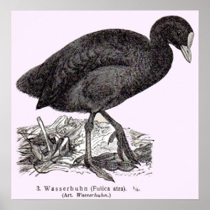 Affiche gravure de wasserhuhn ou de moorhen du 19e siècle