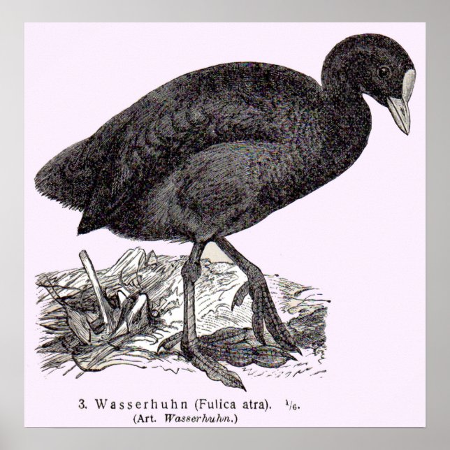 Affiche gravure de wasserhuhn ou de moorhen du 19e siècle (Devant)