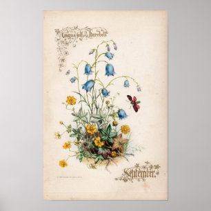Affiche Gravures botaniques, septembre