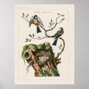 Affiche Gravures françaises d'oiseau