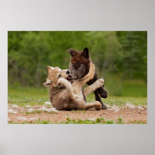 Affiche Gray Wolf Pups Wresting (Devant)