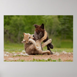 Affiche Gray Wolf Pups Wrestling