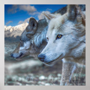 Affiche Gray Wolf SENTINELS