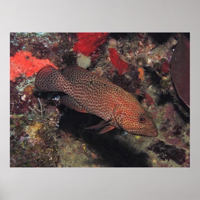 Affiche Graysby (Devant)